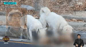 Honeycam-2024-02-06-03-21-22