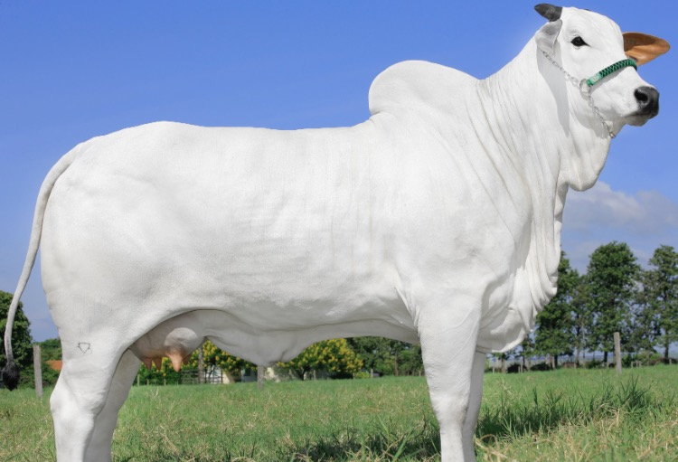 세계에서 가장 비싼 소, 가격만 56억원.. 경매로 나온다! 우월한 유전자 끝판왕