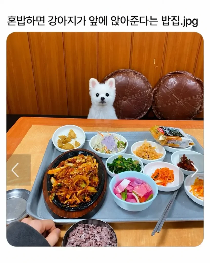 혼밥할 때 강아지가 옆에 앉아주는 식당