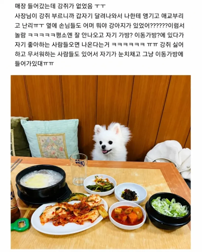 혼밥할 때 강아지가 옆에 앉아주는 식당