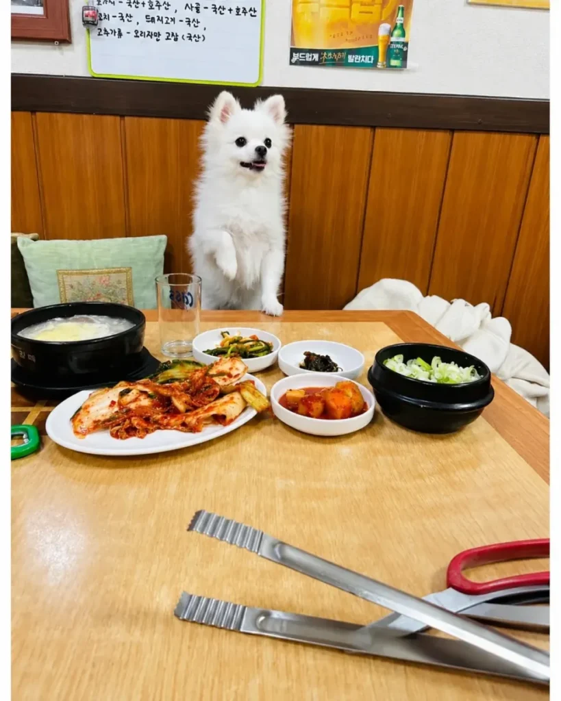 혼밥할 때 강아지가 옆에 앉아주는 식당