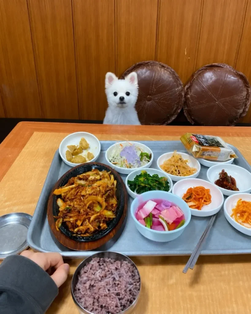혼밥할 때 강아지가 옆에 앉아주는 식당