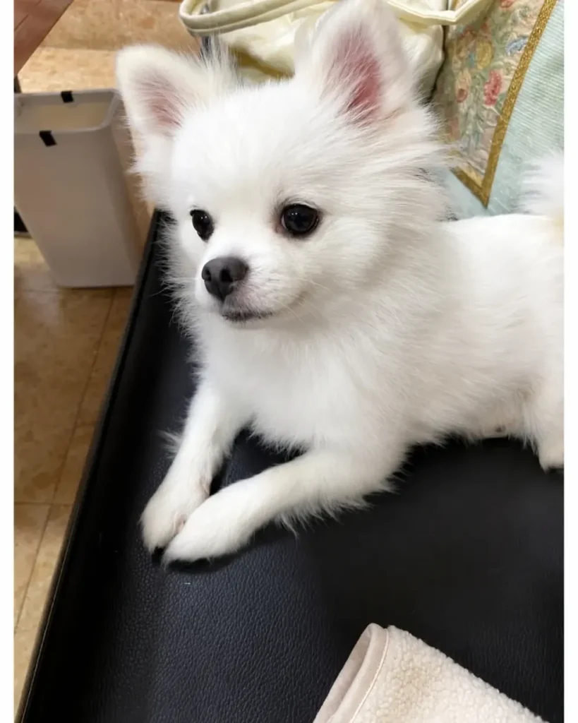 혼밥할 때 강아지가 옆에 앉아주는 식당