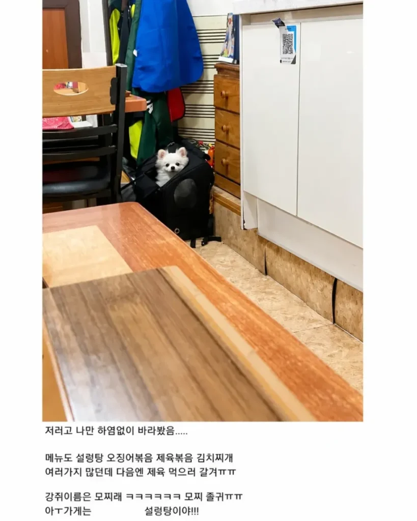 혼밥할 때 강아지가 옆에 앉아주는 식당