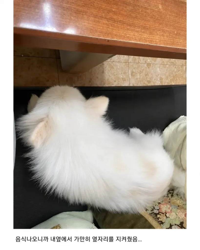 혼밥할 때 강아지가 옆에 앉아주는 식당