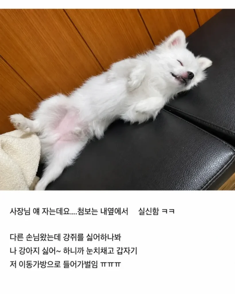혼밥할 때 강아지가 옆에 앉아주는 식당