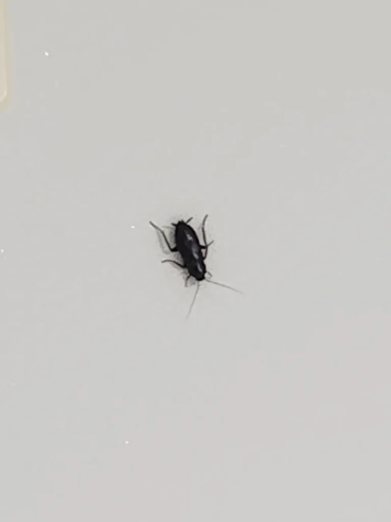 집 바퀴벌레 퇴치법 (혐오 주의)