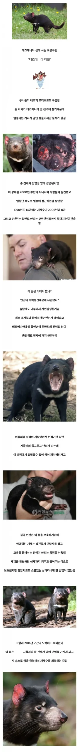 멸종 직전까지 몰린 어느 포유류가 되살아난 방법.