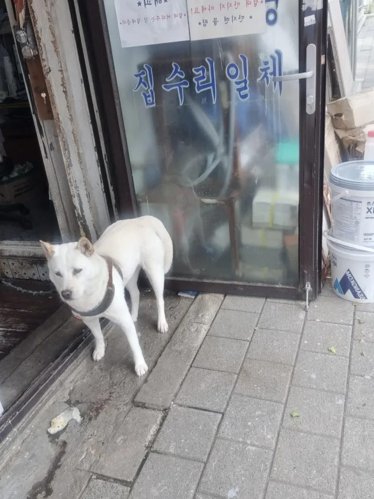 요즘 동네에서 가장 이해가 안 가는 사람..ㅠㅠ