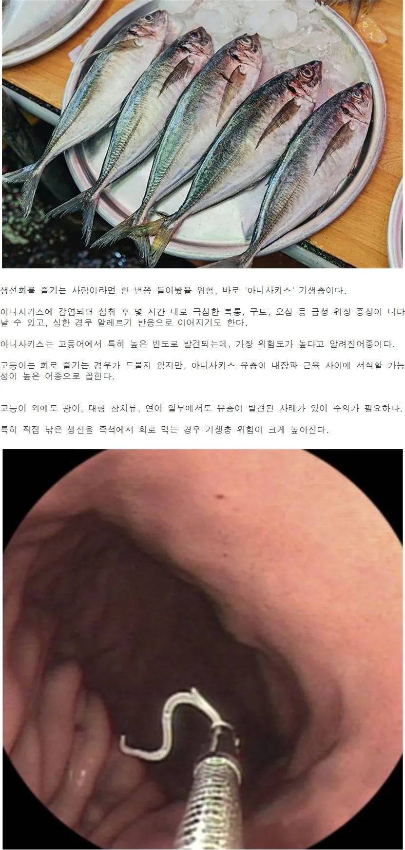 생선 중 기생충 감염 위험 1위.