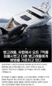 범고래 요즘 놀이 트렌드 근황