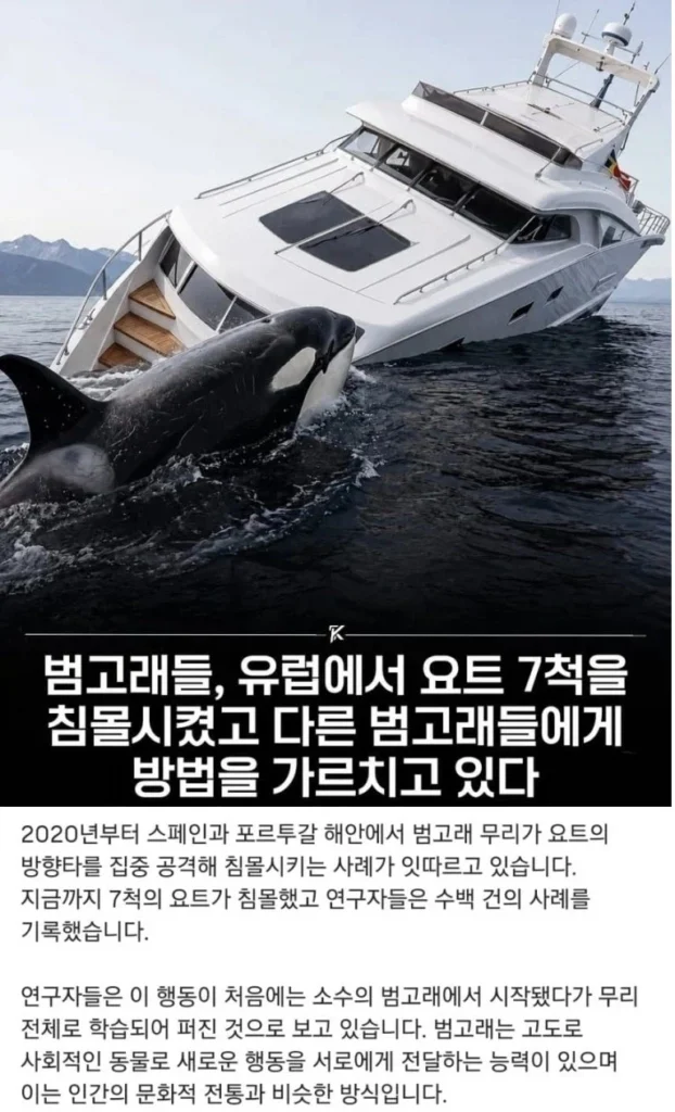 범고래 요즘 놀이 트렌드 근황