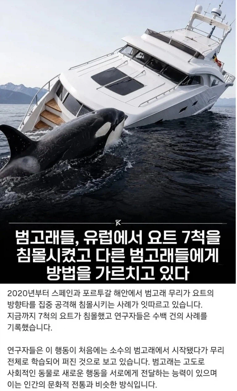 범고래 요즘 놀이 트렌드 근황