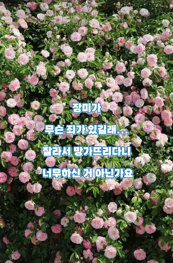 수원 행궁동 장미 포토스팟, 도둑맞고 훼손돼