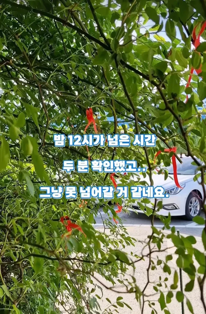 수원 행궁동 장미 포토스팟, 도둑맞고 훼손돼