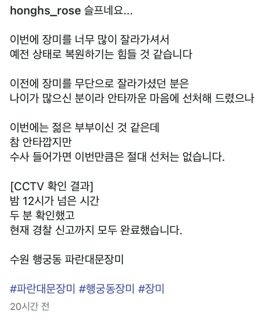 수원 행궁동 장미 포토스팟, 도둑맞고 훼손돼