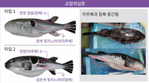 요즘 복어의 무서운 현황