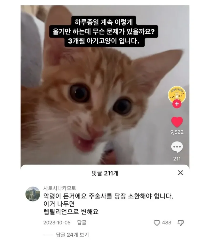 아기 고양이가 하루 종일 울어요