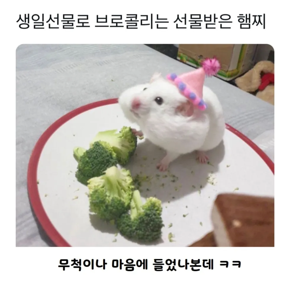 햄찌, 생일선물로 받은 브로콜리 뇸뇸