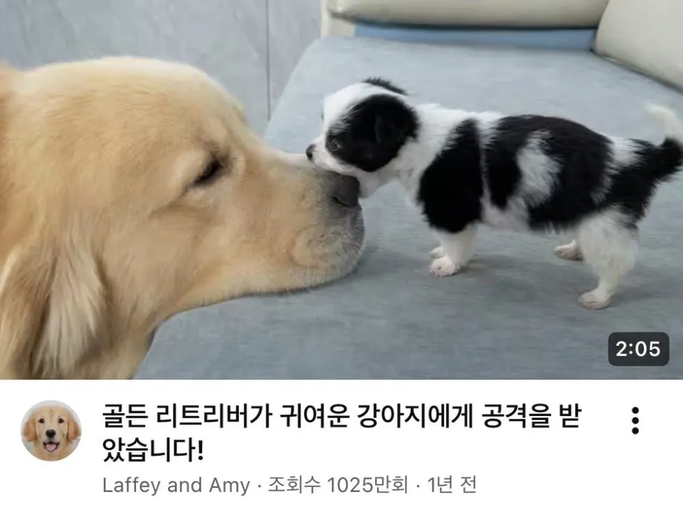 너무나 폭력적인 개 동영상 썸네일.dog