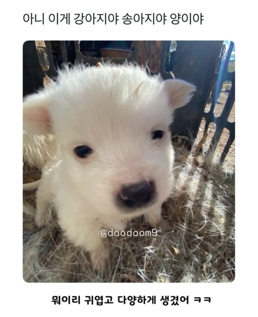 강아지? 송아지? 양? 이게 뭘까요??