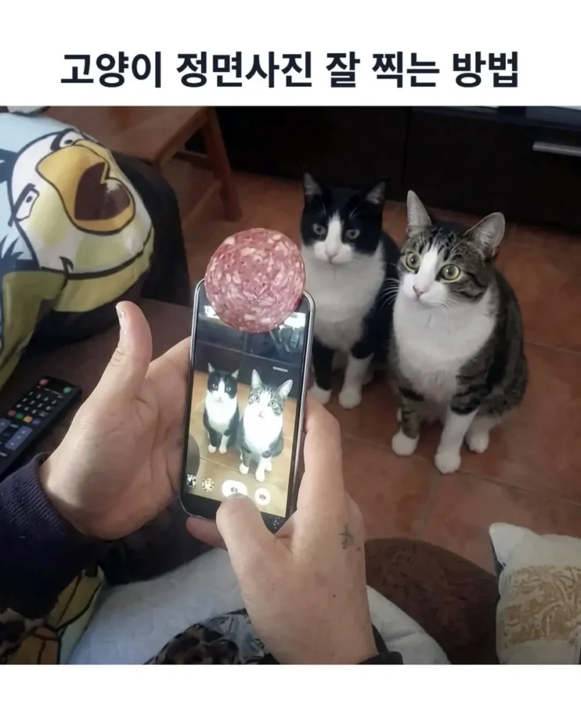 정면 고양이 사진, 잘 찍는 요령