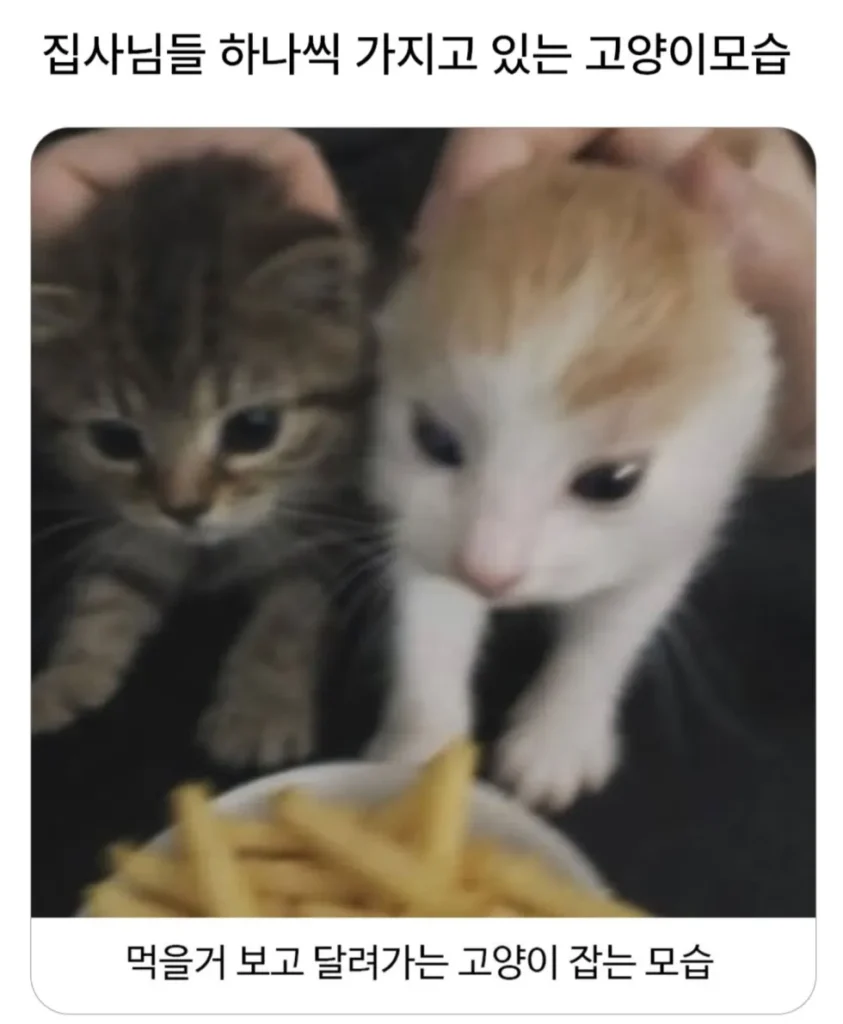 고양이 집사라면 누구나 소장하는 사진