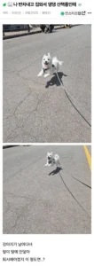 반차 쓰고 집에 와서 강아지 산책 중
