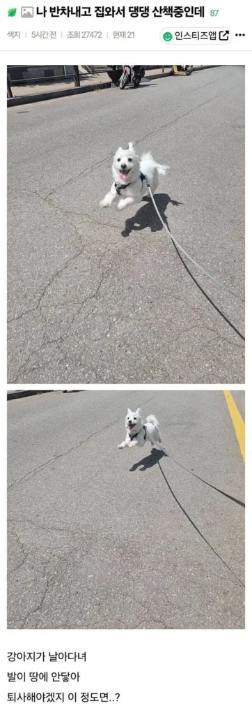 반차 쓰고 집에 와서 강아지 산책 중