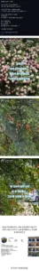 사유지 장미, 젊은 부부가 무단으로 잘라 훔쳐가