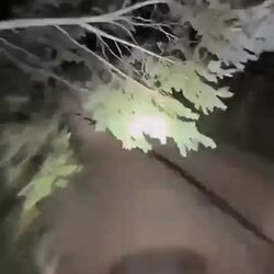 오토바이 운전자가 곰과 충돌