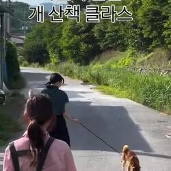 시골의 흔한 개 산책, 그 위엄