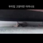우리 집 고양이가 좀 특별한가요