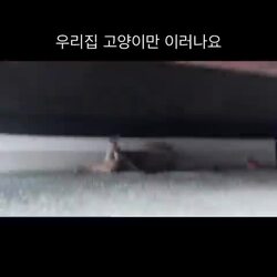 우리 집 고양이가 좀 특별한가요