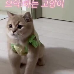개냥이 상위 1%