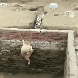 성공적인 탈출