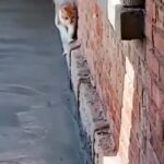 최선을 다한 고양이