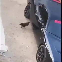 닭을 샷건으로 쏜 까닭