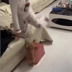 새끼 강아지 훈련시키는 여동생