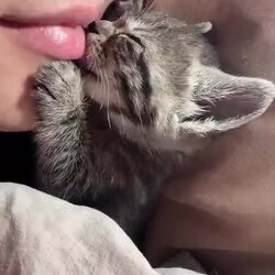 귀여운 아기 고양이, 집사 입가에 미소꽃 활짝