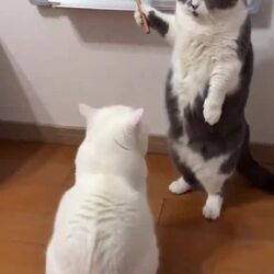 하악질을 배우는 고양이