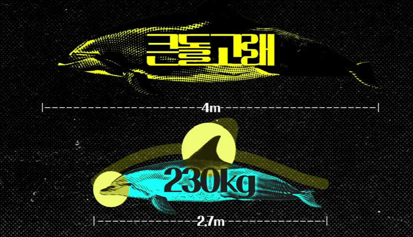 제주 바다의 상징 '수애기', 여전히 놓을 수 없는 경계