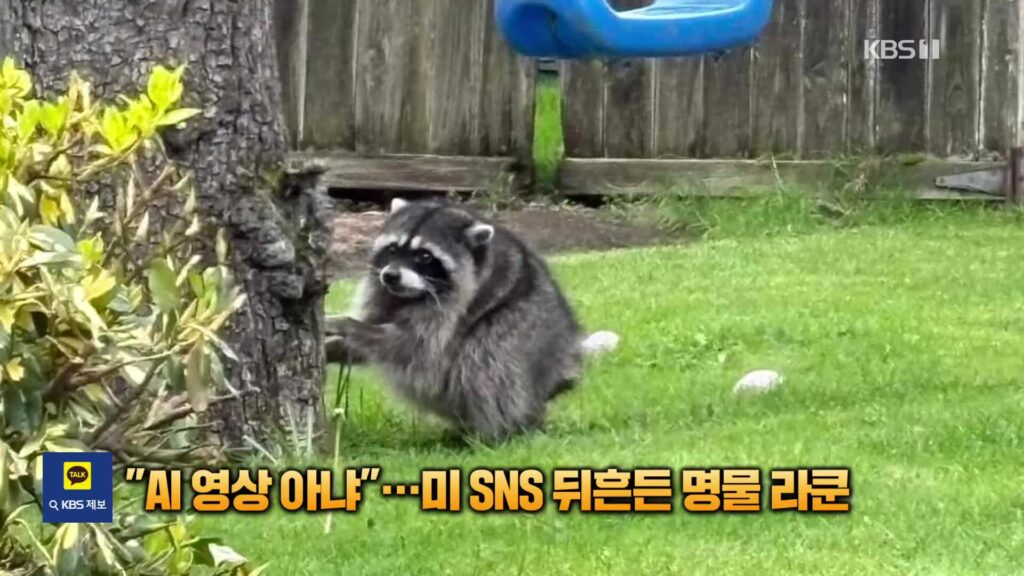 미국 시애틀의 특별한 라쿤 '지모시', SNS서 화제