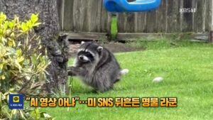 미국 시애틀의 특별한 라쿤 '지모시', SNS서 화제