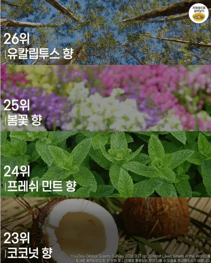 사람들이 가장 좋아하는 향 순위