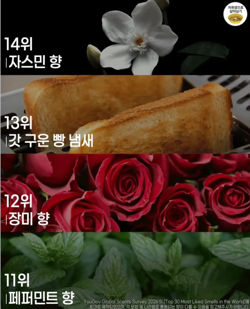 사람들이 가장 좋아하는 향 순위