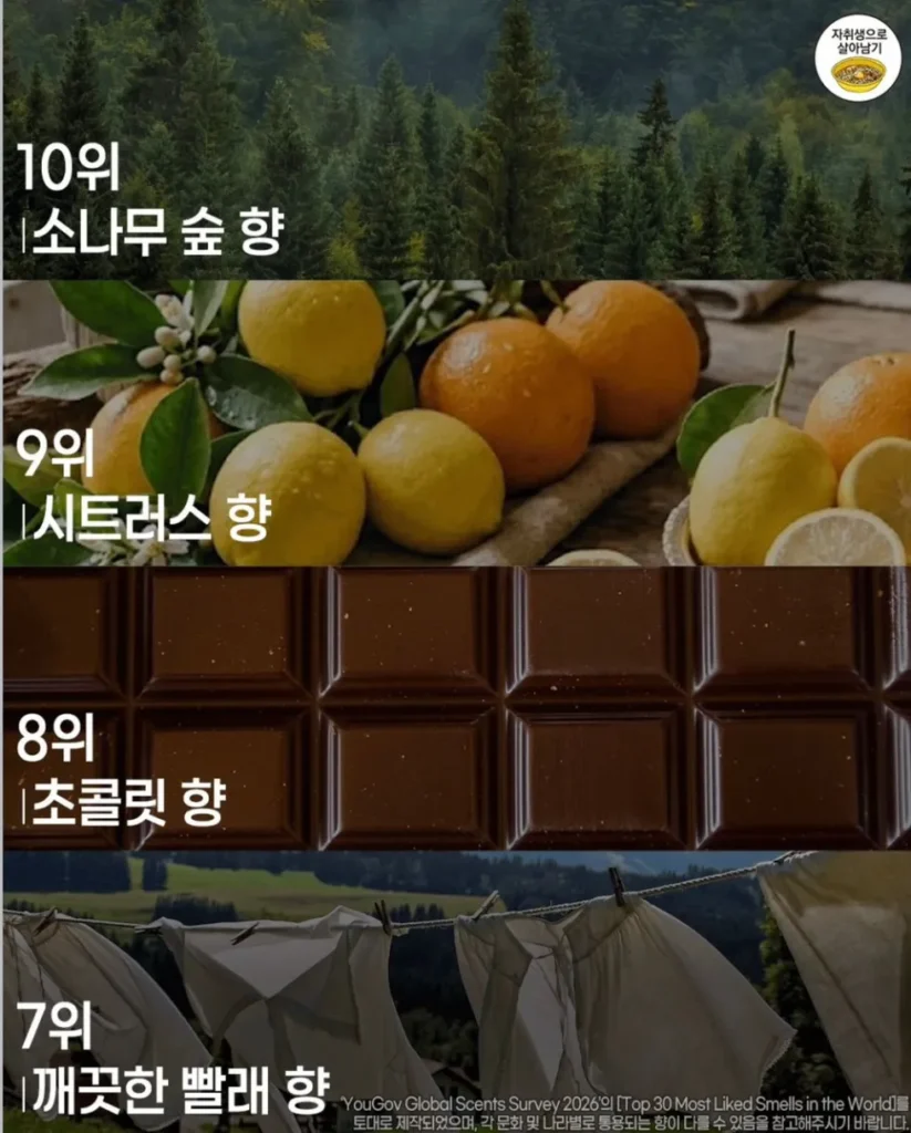 사람들이 가장 좋아하는 향 순위