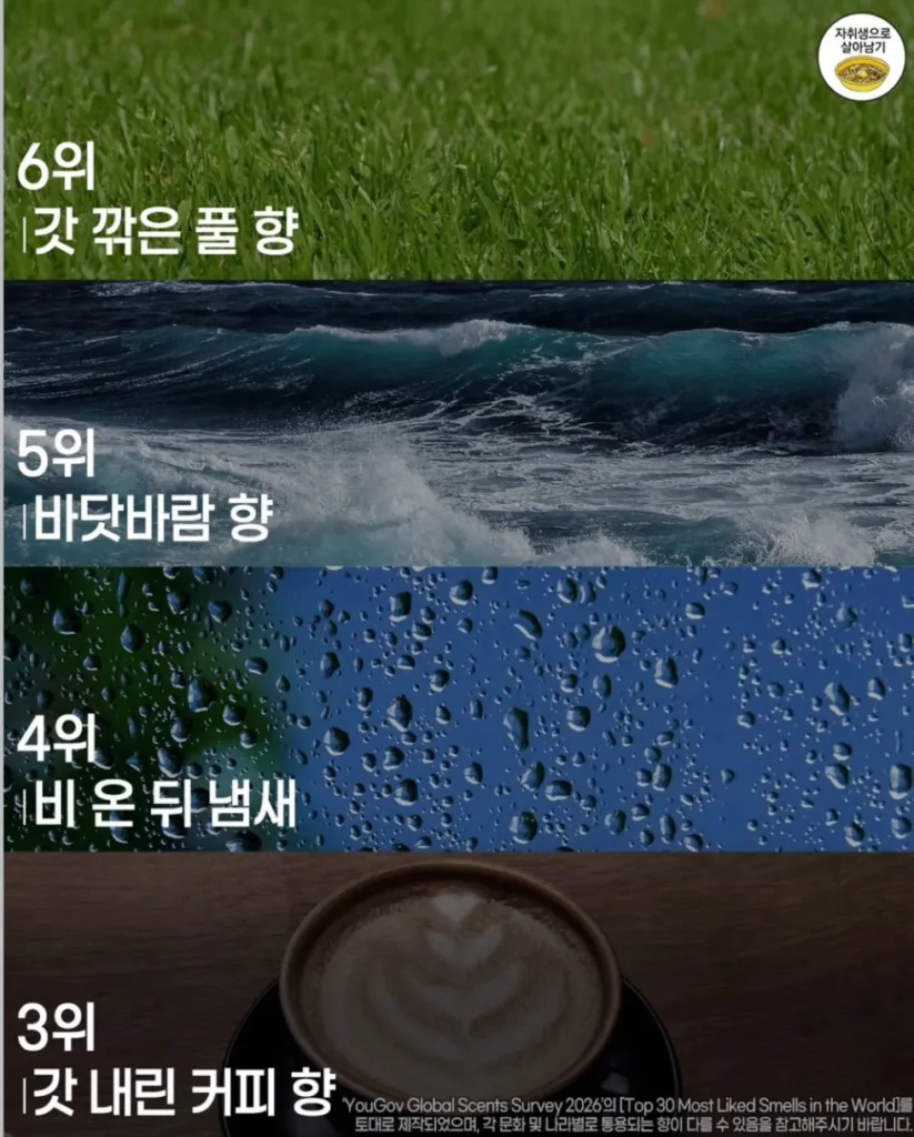 사람들이 가장 좋아하는 향 순위