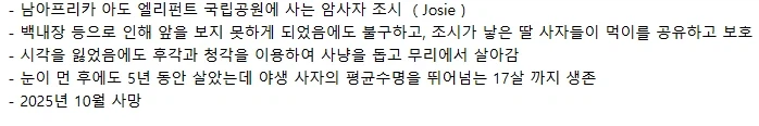 5년간 눈먼 상태로 생존한 사자의 이야기