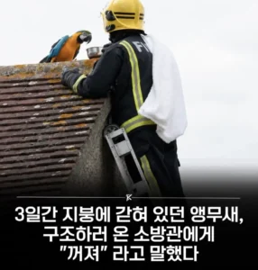 지붕 위 3일, 앵무새의 한마디.ㅋㅋㅋ